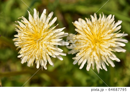 白花タンポポ 64687795