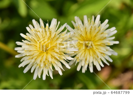 白花タンポポ 64687799