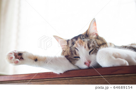 猫もぐったり 64689154