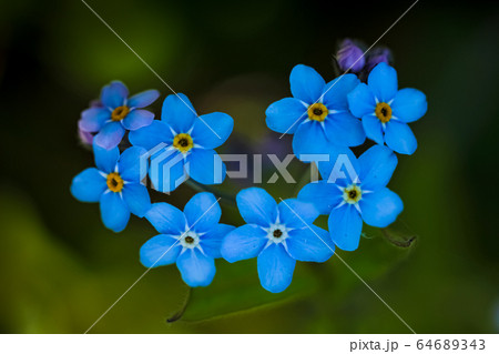 Heart shaped blue forget-me-not flowers, macro photo 64689343
