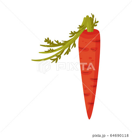 Number Made of Fresh Juicy Carrot with Top Leaves Vector Illustration 64690118