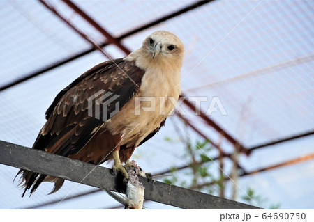 魚を食べるフィリピンワシ 64690750