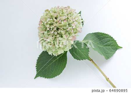 白いあじさいの花 合成用 の写真素材
