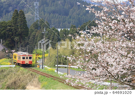いすみ鉄道「桜咲く春の里山風景」 いすみ鉄道「桜咲く春の里山風景」 64691020