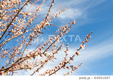Beautiful organic natural blooming apricot tree branches against blue clear sky background on bright sunny day. Spring blossoming flower nature scene. Agricultural orchard garden 64691097