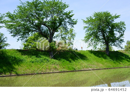 新緑の木々と田んぼ 新緑の木々と田んぼ 64691452
