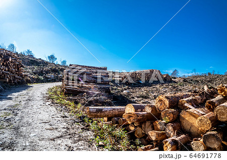 Timber stacks at Bonny Glen in County Donegal - Ireland 64691778