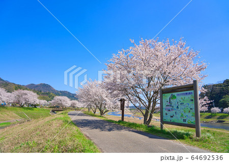 〈島根県〉安来市 飯梨川の桜並木 三日月公園 〈島根県〉安来市 飯梨川の桜並木 三日月公園 64692536