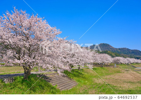 〈島根県〉安来市　飯梨川の桜並木　三日月公園 64692537