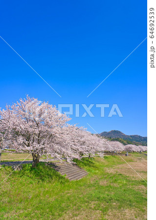 島根県 安来市 飯梨川の桜並木 三日月公園の写真素材