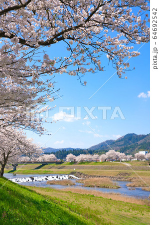〈島根県〉安来市 飯梨川の桜並木 〈島根県〉安来市 飯梨川の桜並木 64692542