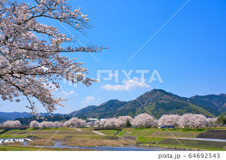 〈島根県〉安来市 飯梨川の桜並木 〈島根県〉安来市 飯梨川の桜並木 64692543
