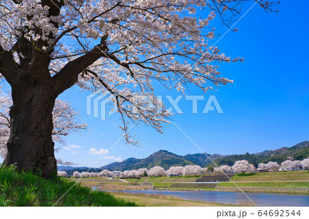 〈島根県〉安来市　飯梨川の桜並木 64692544