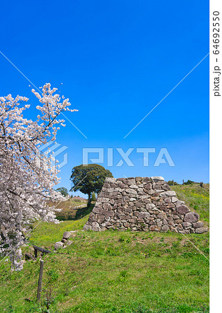 〈島根県〉月山富田城跡と桜　山中御殿跡の石垣 64692550