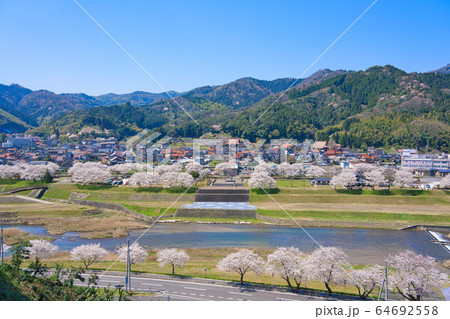 〈島根県〉安来市　広瀬町　飯梨川の桜並木 64692558