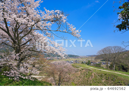 〈島根県〉安来市 広瀬町 飯梨川の桜並木 〈島根県〉安来市 広瀬町 飯梨川の桜並木 64692562