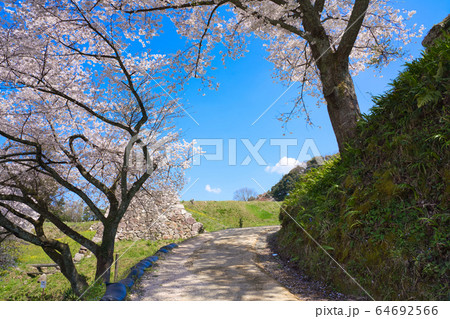 〈島根県〉月山富田城跡と桜　中山御殿跡 64692566
