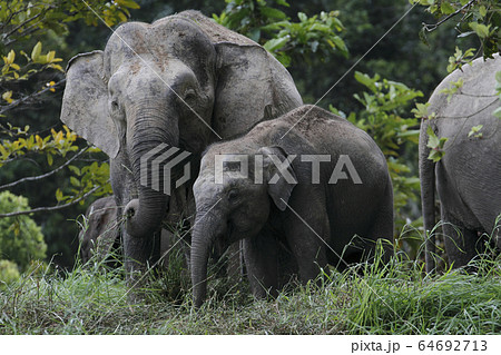 ボルネオゾウ 64692713