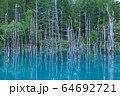 青い池 64692721