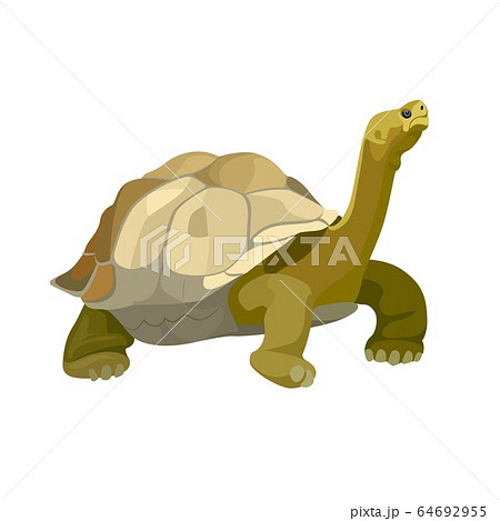 Giant Tortoise Animal Turtle Reptile In Nature のイラスト素材