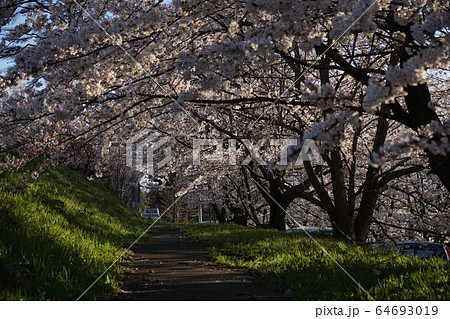 中野市　谷厳寺の春 64693019