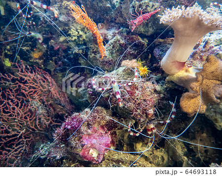 サンゴ礁の海 オトヒメエビとスザクサラサエビ 撮影許可・協力:アクアマリンふくしま サンゴ礁の海 オトヒメエビとスザクサラサエビ 撮影許可・協力:アクアマリンふくしま 64693118