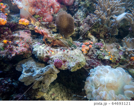 サンゴ礁の海 オトヒメエビとミズタマサンゴ 撮影許可・協力:アクアマリンふくしま サンゴ礁の海 オトヒメエビとミズタマサンゴ 撮影許可・協力:アクアマリンふくしま 64693121