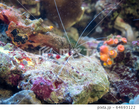 サンゴ礁の海　オトヒメエビ　撮影許可・協力：アクアマリンふくしま 64693122