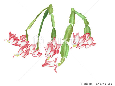 シャコバサボテン 64693183