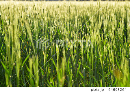 農場 フル ら 64693264