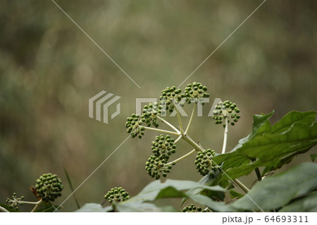 八つ手の花 八つ手の花 64693311