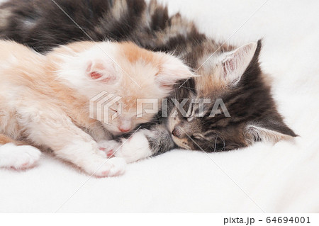 眠るメインクーンの仔猫たち 64694001