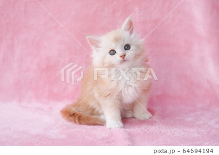 メインクーンの仔猫 メインクーンの仔猫 64694194