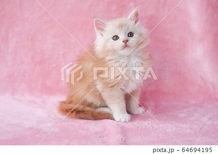 メインクーンの仔猫 メインクーンの仔猫 64694195