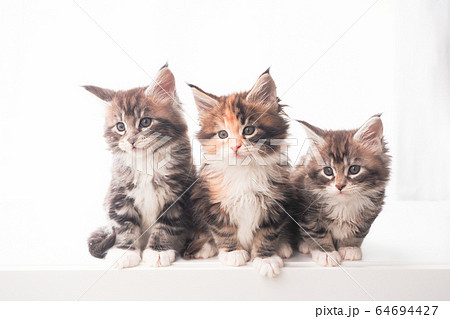 3匹のメインクーンの仔猫たち 64694427