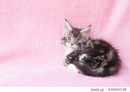 振り向いたメインクーンの仔猫 振り向いたメインクーンの仔猫 64694596