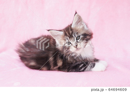 メインクーンの仔猫 メインクーンの仔猫 64694609
