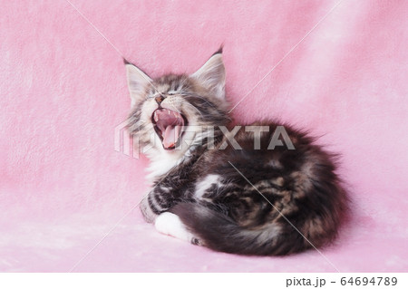 あくびをするメインクーンの仔猫 あくびをするメインクーンの仔猫 64694789