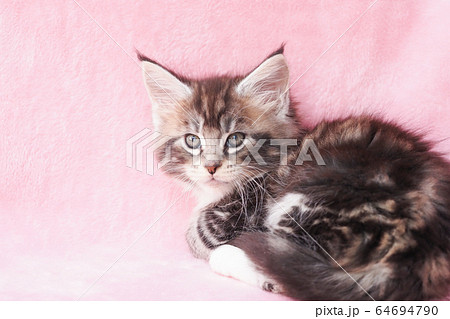 振り向いたメインクーンの仔猫 64694790