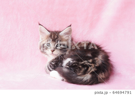 振り向いたメインクーンの仔猫 振り向いたメインクーンの仔猫 64694791