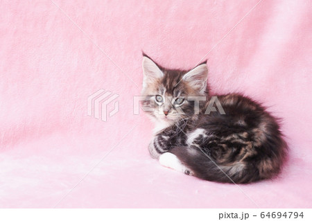 振り向いたメインクーンの仔猫 64694794