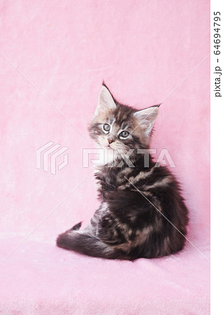 振り向いたメインクーンの仔猫 64694795