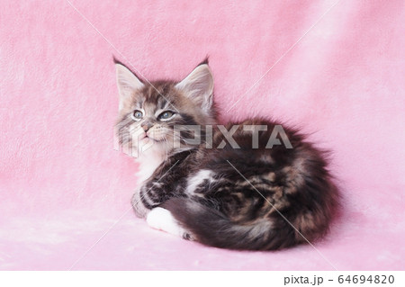 振り向いたメインクーンの仔猫 64694820