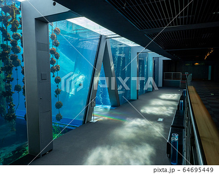 回遊魚の泳ぐ大水槽 撮影許可・協力:アクアマリンふくしま 回遊魚の泳ぐ大水槽 撮影許可・協力:アクアマリンふくしま 64695449