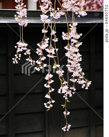 自然植物写真　秋田角館武家屋敷の黒い塀と垂れザクラ 64695752