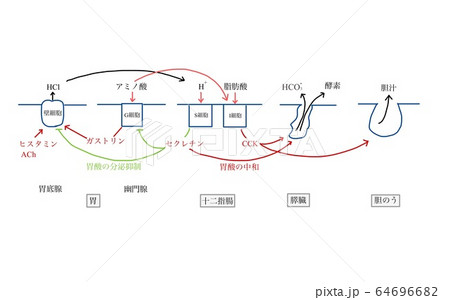 消化液の分泌機構のイラスト素材 64696682 Pixta