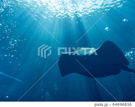 大水槽を泳ぐカラスエイ　撮影許可・協力：アクアマリンふくしま 64696836