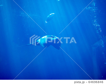 大水槽を泳ぐカラスエイ 撮影許可・協力:アクアマリンふくしま 大水槽を泳ぐカラスエイ 撮影許可・協力:アクアマリンふくしま 64696846