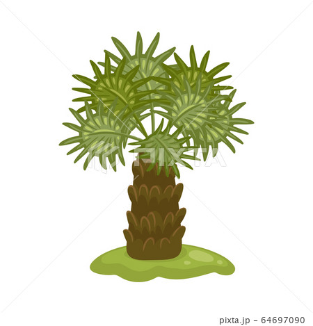 Tropical palm tree with wide leaves cartoon icon vector illustration isolated. 64697090