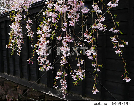 植物風景写真 武家屋敷の黒い塀とピンクの垂れザクラ 植物風景写真 武家屋敷の黒い塀とピンクの垂れザクラ 64697195